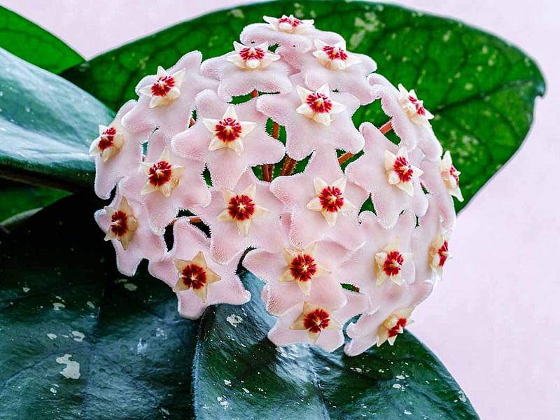 Hoya | Apocynaceae