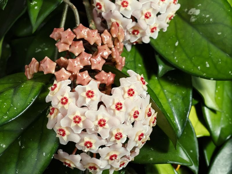 Hoya Australis | Hoya | Apocynaceae