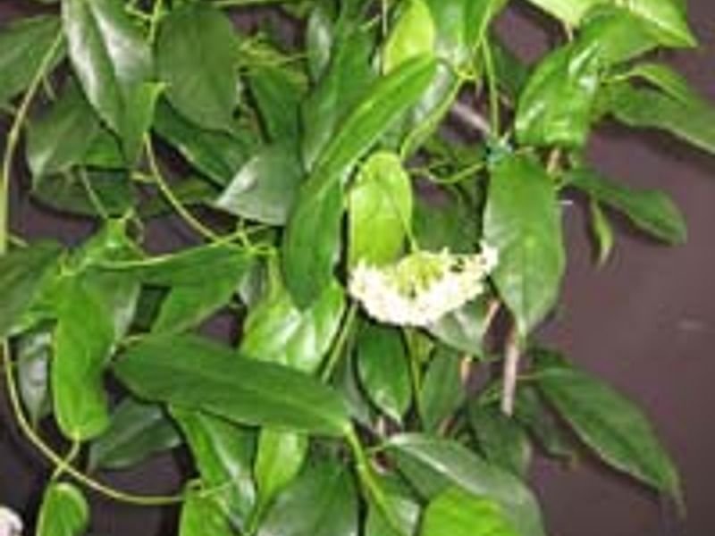 Hoya Coriacea | Hoya | Apocynaceae