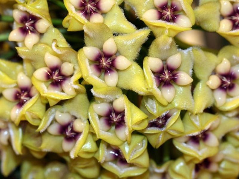 Hoya Coriacea | Hoya | Apocynaceae