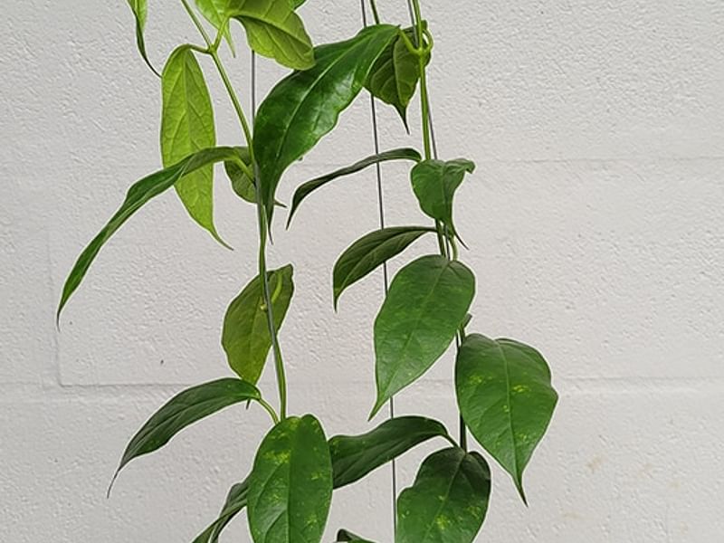 Hoya Coriacea | Hoya | Apocynaceae