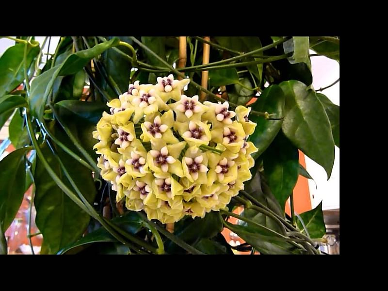 Hoya Coriacea | Hoya | Apocynaceae