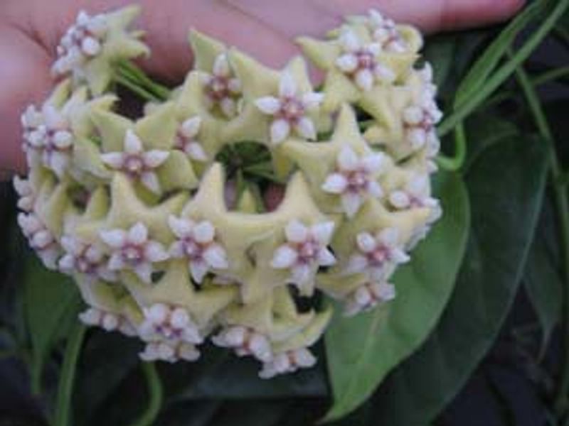 Hoya Coriacea | Hoya | Apocynaceae