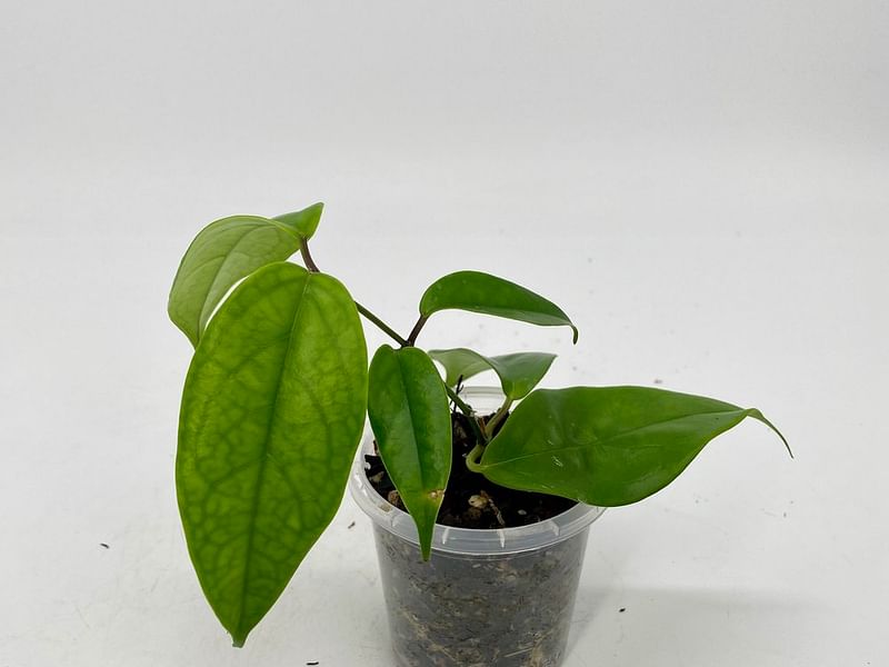 Hoya Coriacea | Hoya | Apocynaceae