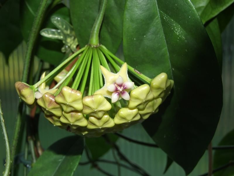 Hoya Coriacea | Hoya | Apocynaceae