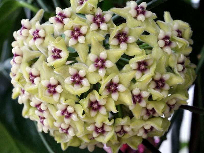 Hoya Coriacea | Hoya | Apocynaceae