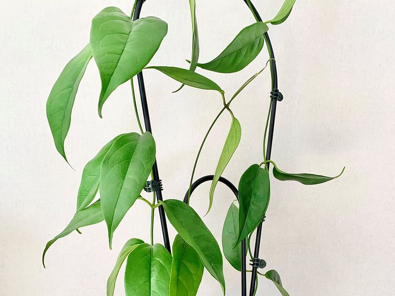 Hoya Coriacea | Hoya | Apocynaceae
