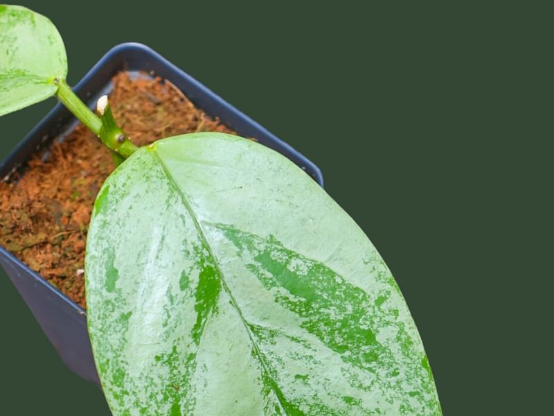 Hoya Coriacea | Hoya | Apocynaceae