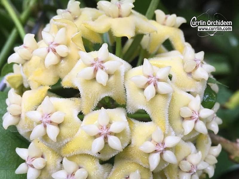 Hoya Coriacea | Hoya | Apocynaceae