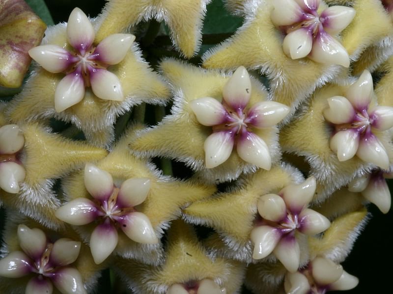 Hoya Coriacea | Hoya | Apocynaceae