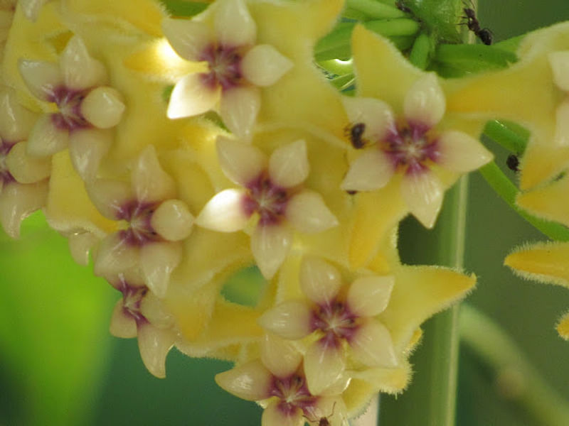 Hoya Coriacea | Hoya | Apocynaceae