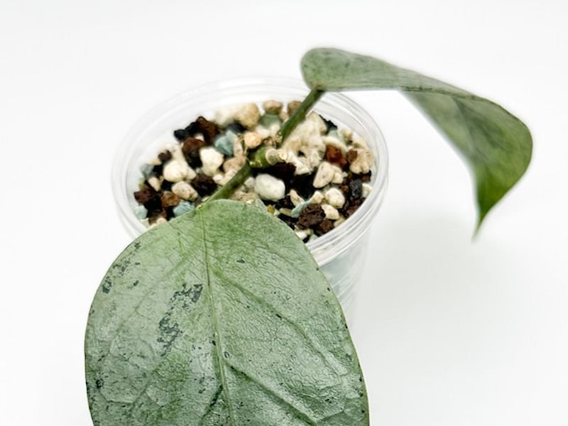 Hoya Coriacea | Hoya | Apocynaceae