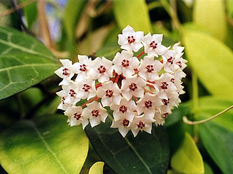 Hoya Diversifolia Blume - Photo: Richard Hodgkiss | Hoya | Apocynaceae