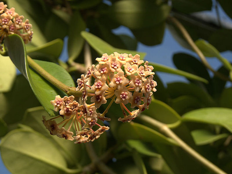 Hoya Diversifolia Blume - Photo: Richard Hodgkiss | Hoya | Apocynaceae