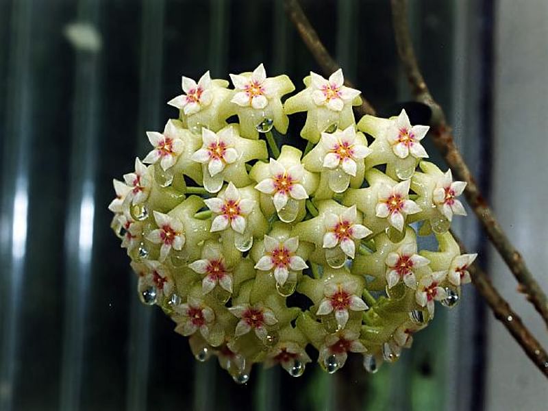 Hoya Diversifolia Blume - Photo: Richard Hodgkiss | Hoya | Apocynaceae