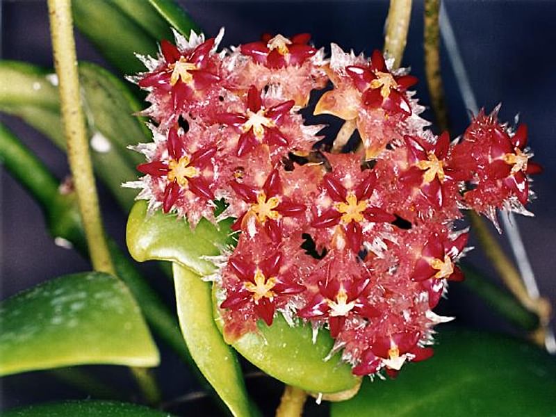 Hoya Diversifolia Blume - Photo: Richard Hodgkiss | Hoya | Apocynaceae