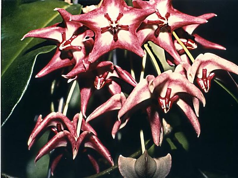 Hoya Diversifolia Blume - Photo: Richard Hodgkiss | Hoya | Apocynaceae
