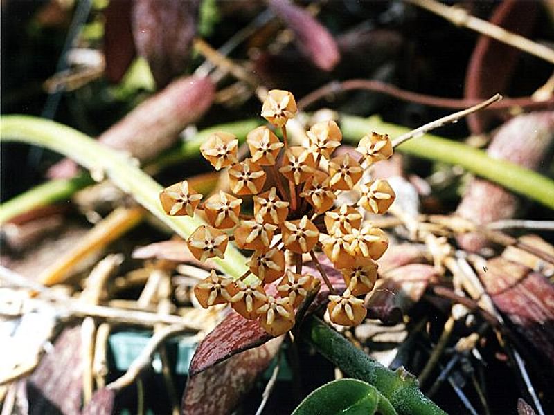 Hoya Diversifolia Blume - Photo: Richard Hodgkiss | Hoya | Apocynaceae