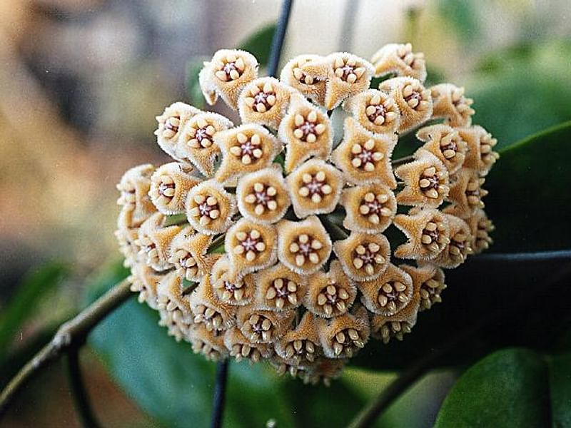 Hoya Diversifolia Blume - Photo: Richard Hodgkiss | Hoya | Apocynaceae
