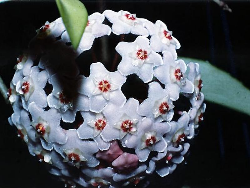 Hoya Diversifolia Blume - Photo: Richard Hodgkiss | Hoya | Apocynaceae