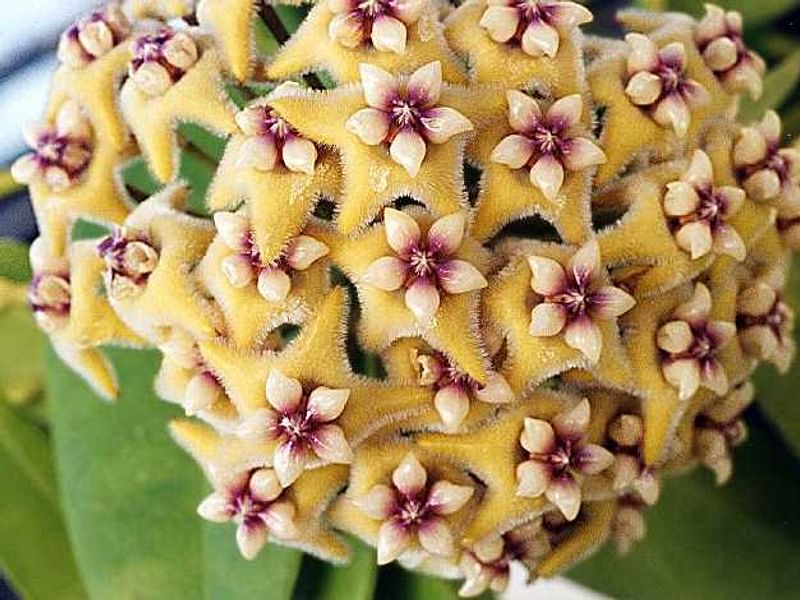 Hoya Diversifolia Blume - Photo: Richard Hodgkiss | Hoya | Apocynaceae