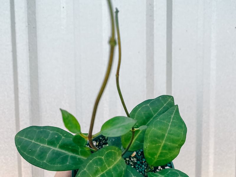 Hoya Elliptica | Hoya | Apocynaceae