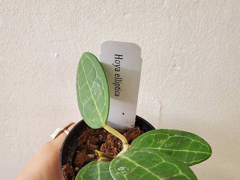 Hoya Elliptica | Hoya | Apocynaceae