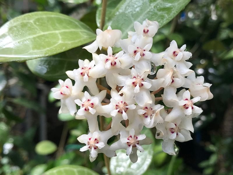 Hoya Elliptica | Hoya | Apocynaceae