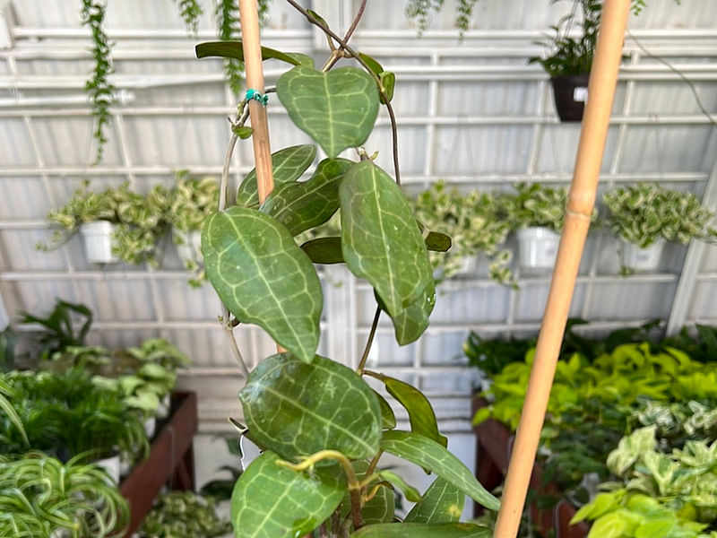 Hoya Elliptica | Hoya | Apocynaceae