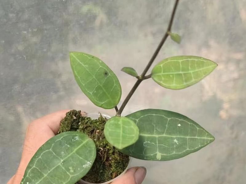 Hoya Elliptica | Hoya | Apocynaceae