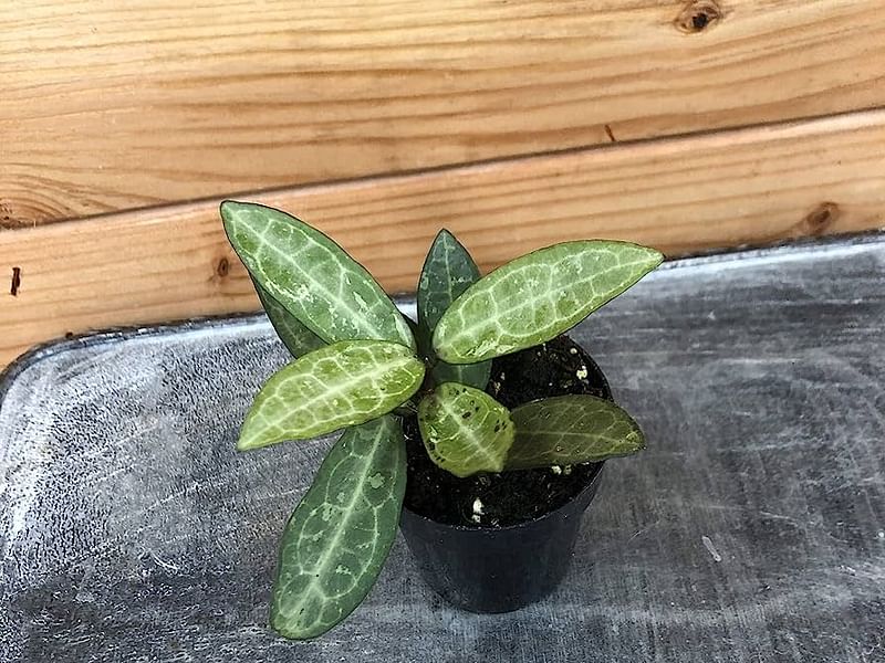 Hoya Elliptica | Hoya | Apocynaceae