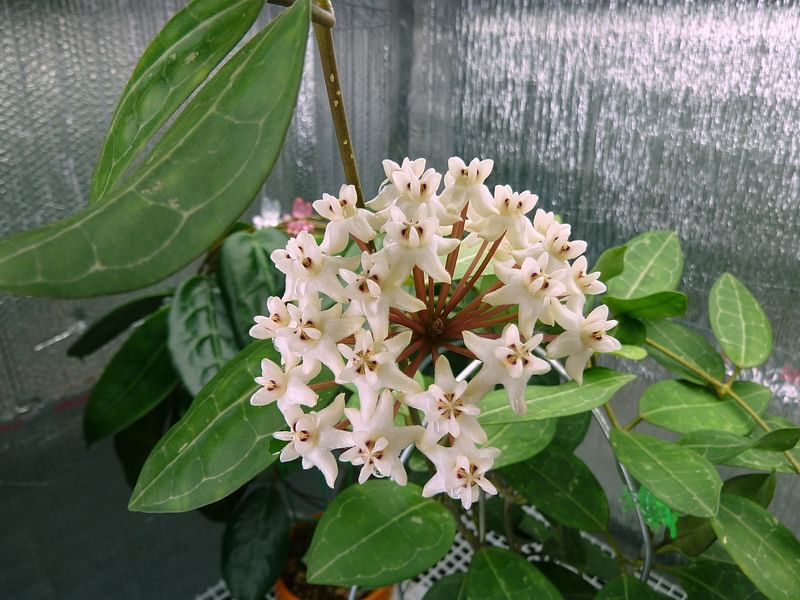 Hoya Elliptica | Hoya | Apocynaceae