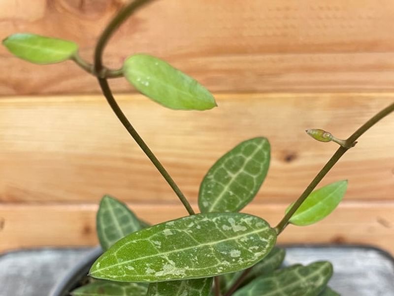 Hoya Elliptica | Hoya | Apocynaceae
