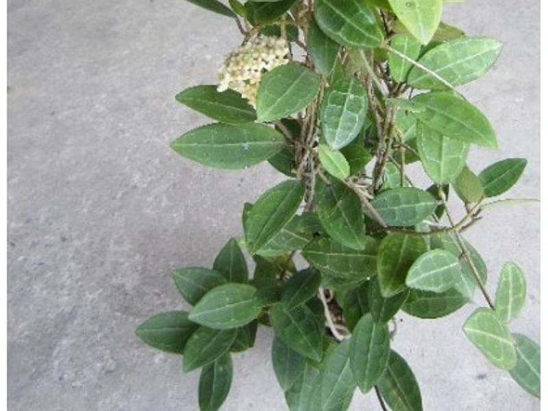 Hoya Elliptica | Hoya | Apocynaceae