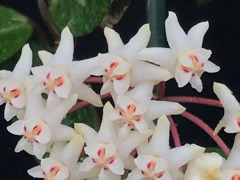 Hoya Elliptica | Hoya | Apocynaceae