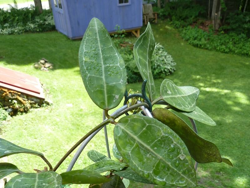 Hoya Elliptica | Hoya | Apocynaceae