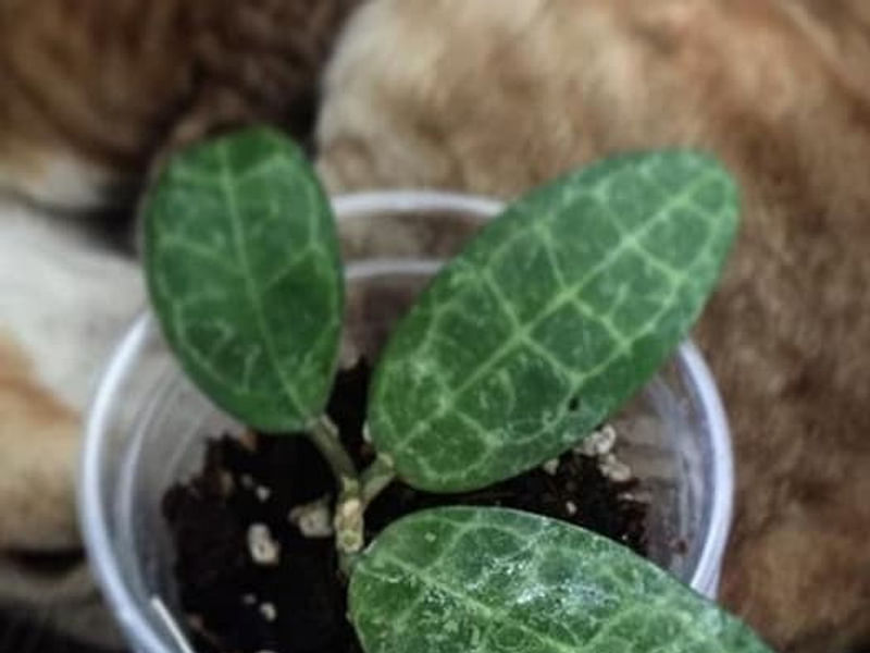Hoya Elliptica | Hoya | Apocynaceae