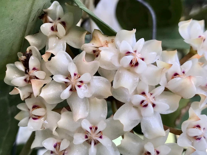 Hoya Elliptica | Hoya | Apocynaceae