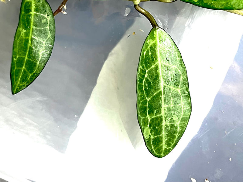 Hoya Elliptica | Hoya | Apocynaceae