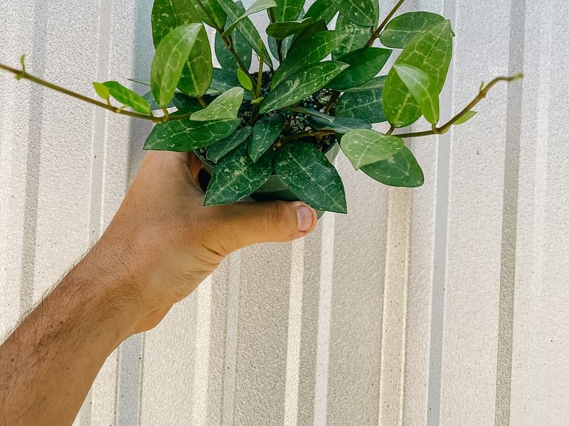 Hoya Elliptica | Hoya | Apocynaceae