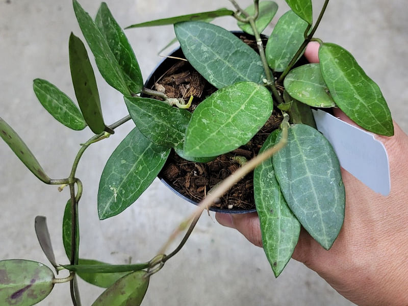 Hoya Elliptica | Hoya | Apocynaceae