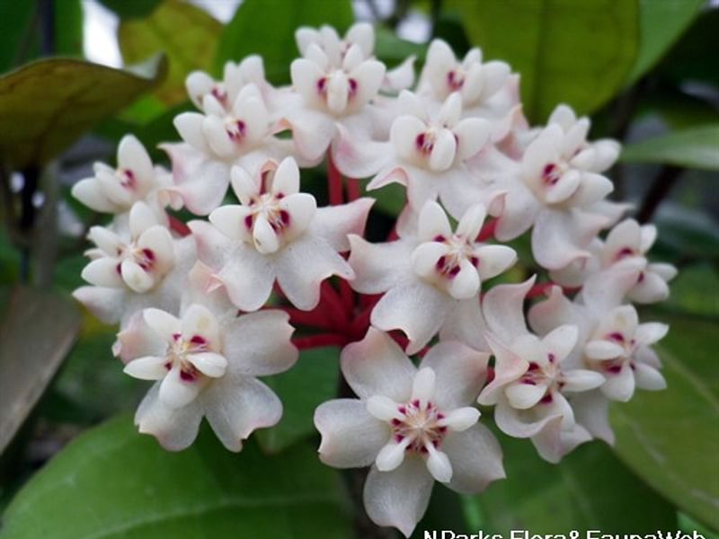 Hoya Elliptica | Hoya | Apocynaceae
