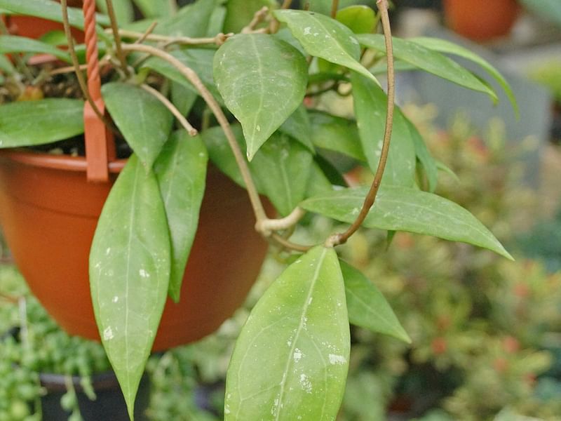 Hoya Erythrostemma | Hoya | Apocynaceae