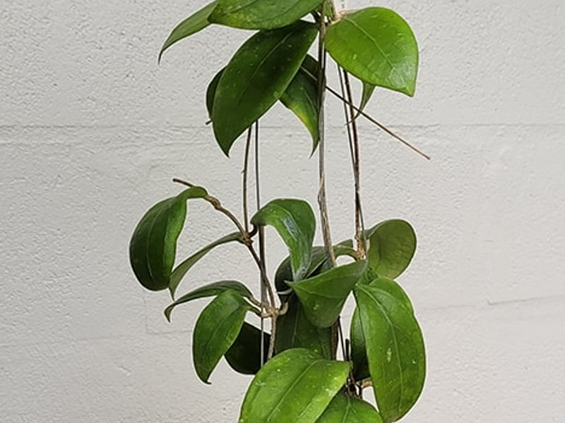 Hoya Erythrostemma | Hoya | Apocynaceae
