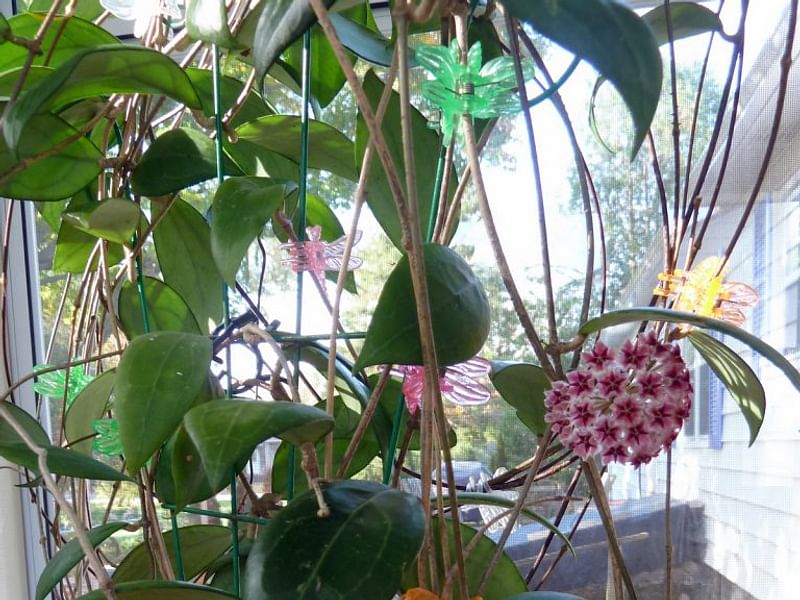 Hoya Erythrostemma | Hoya | Apocynaceae