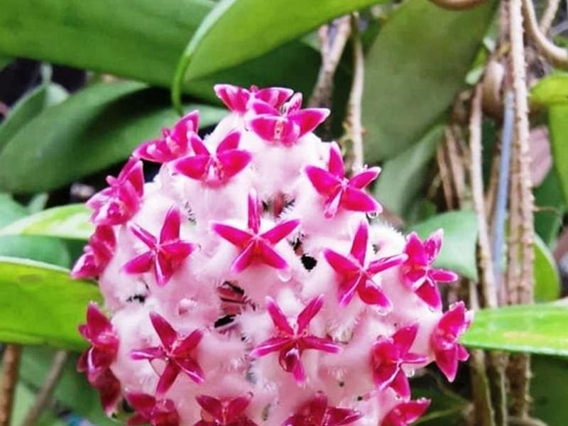 Hoya Erythrostemma | Hoya | Apocynaceae