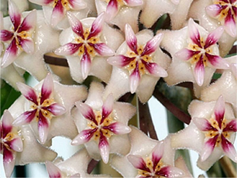 Hoya Erythrostemma | Hoya | Apocynaceae