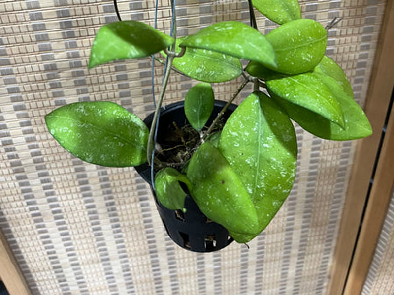 Hoya Erythrostemma | Hoya | Apocynaceae