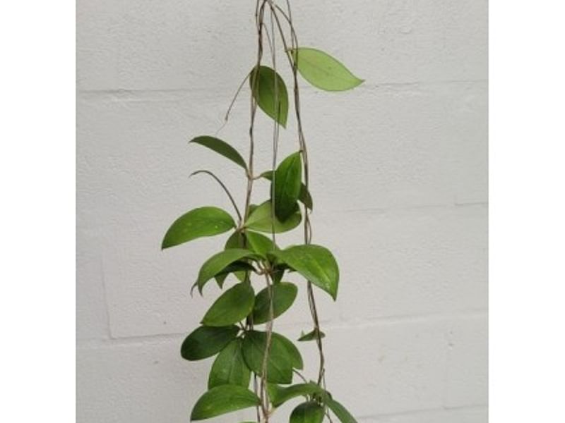 Hoya Erythrostemma | Hoya | Apocynaceae