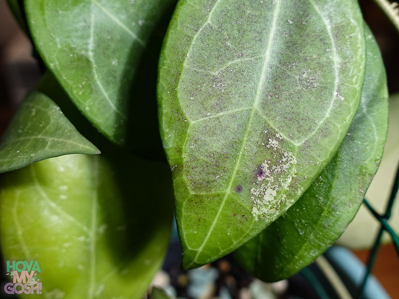 Hoya Erythrostemma | Hoya | Apocynaceae